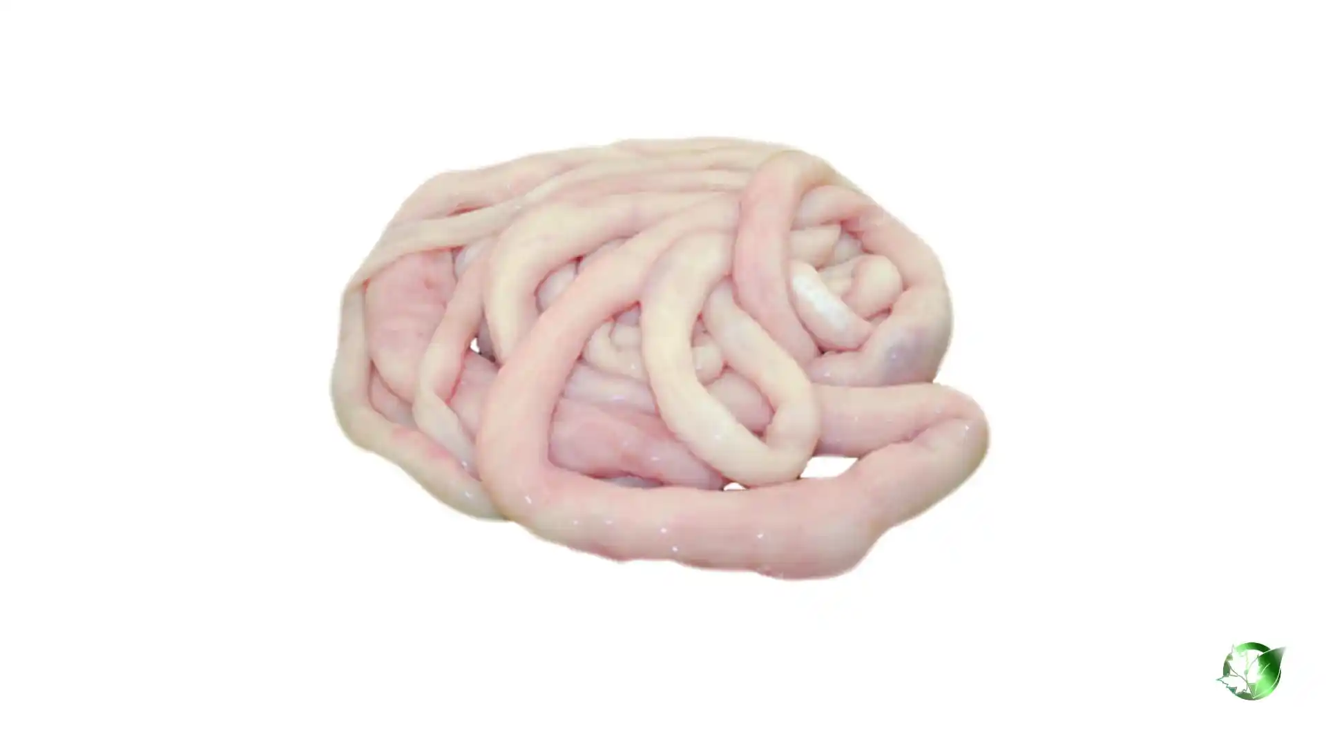Bulk Sheep Intestine | Suppliers | Wholesale | ParsaFood Global